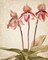 Orchids 4 Poster Print by Allen Kimberly - Item # VARPDXKARC777D